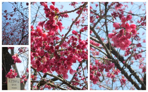 お花見２０１２「中央公園・和光樹林公園・新座緑道」3.jpg