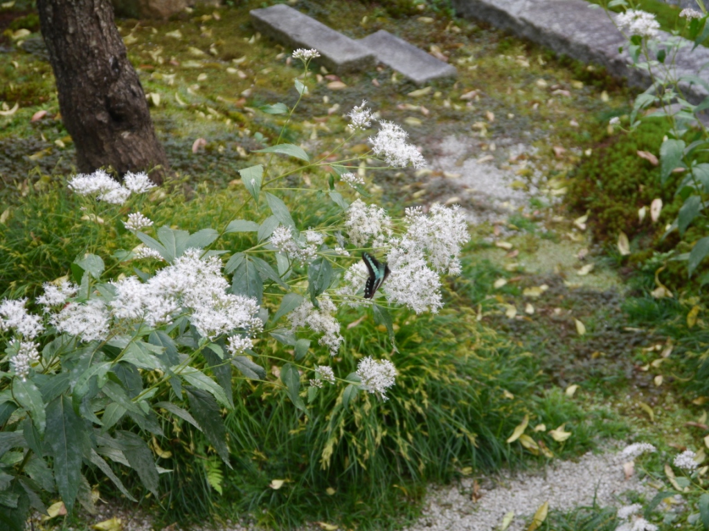 P1090037.JPG