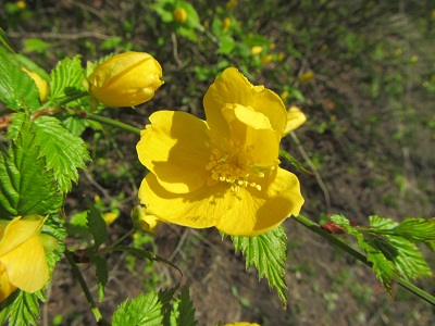 花４.jpg