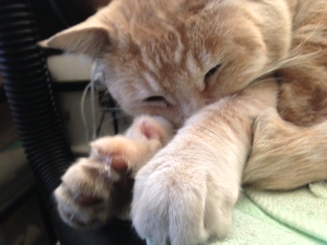 neko.jpeg