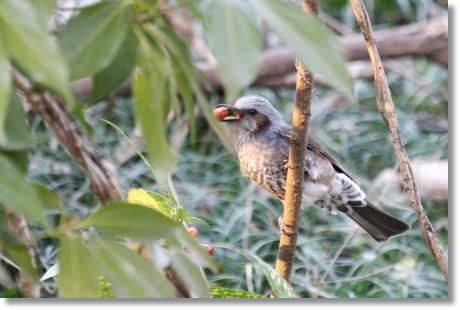 健民海浜公園-10 ヒヨドリ 14.3.17