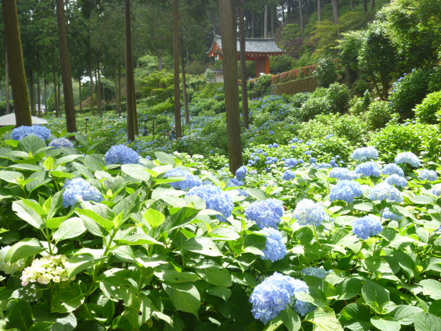 P1060178.JPG