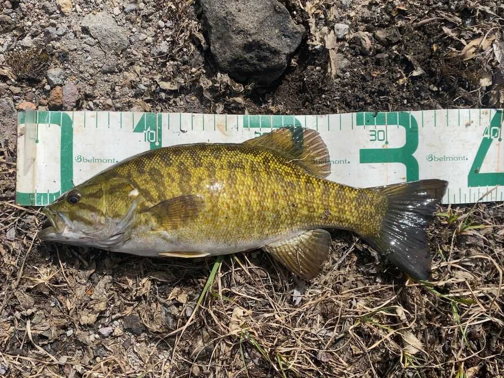 スモールマウスバスをミドストでもう1匹 だけど釣れない Saltyfish 楽天ブログ