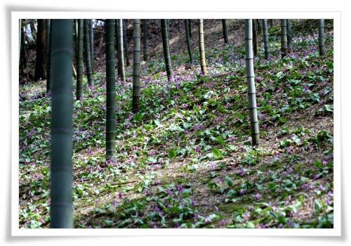 平栗-6 群生-2 13.4.13