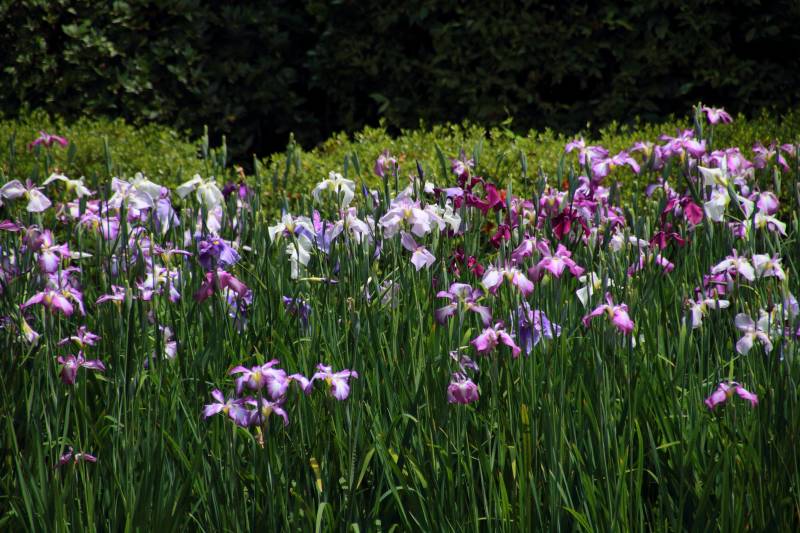 西神苑_002.jpg