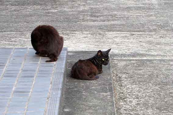 我が家のニャンコ♪2016/6/10-2