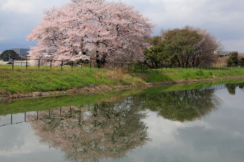 一本桜_002.jpg