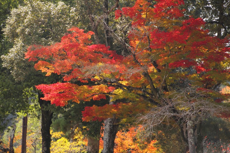 奈良公園・飛火野_007.jpg
