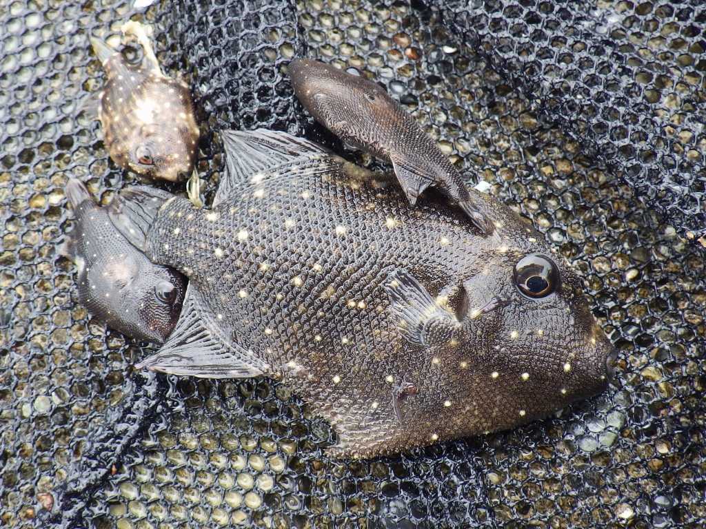 串本磯採集2018年8月下旬28　アミモンガラ（Canthidermis maculata）の幼魚