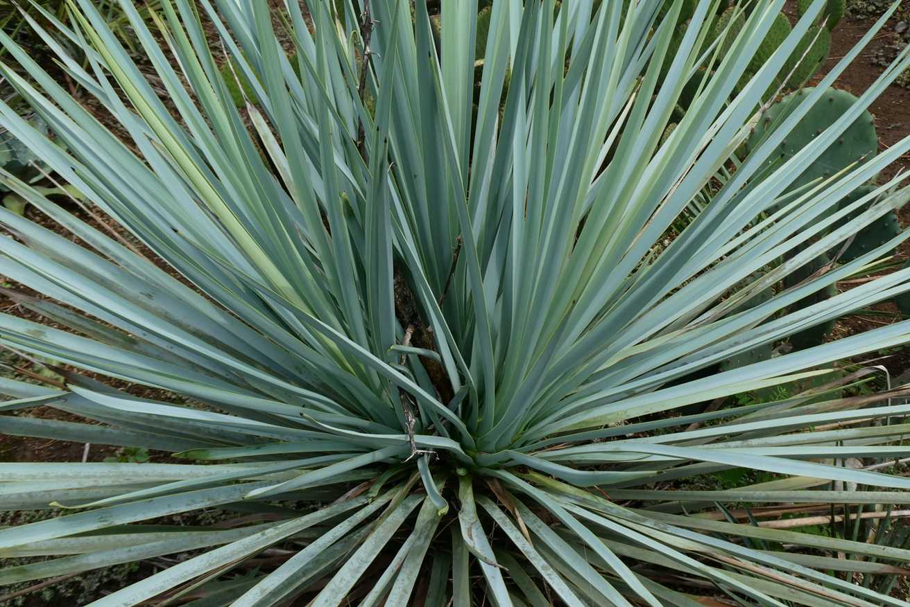#60 ユッカリギダ Yucca rigida （発根済） 60 ユッカリギダ Yucca rigida （発根済） $_57.JPG?set_id