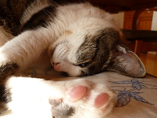 P1010415ss.jpg
