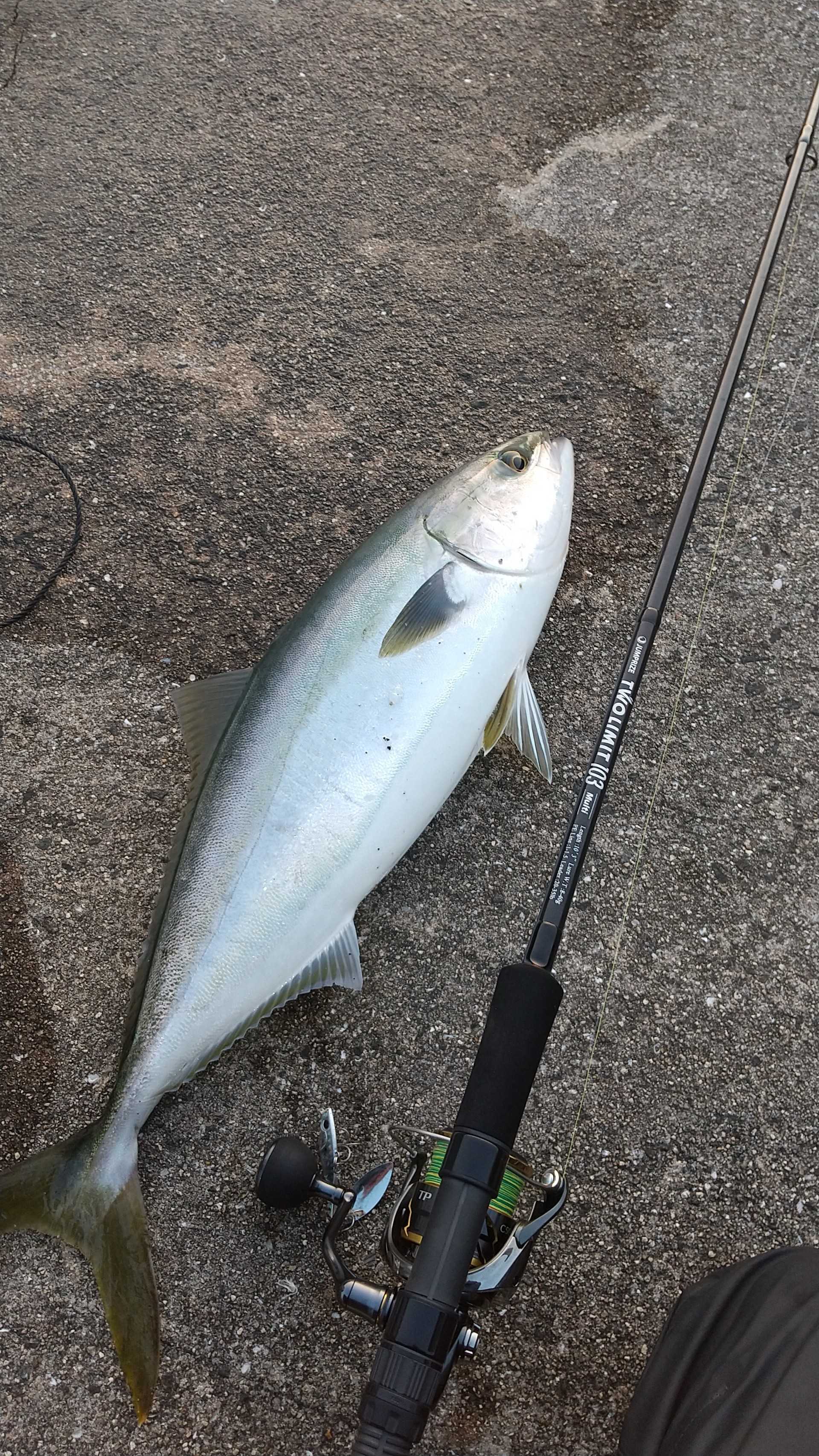 青物 の記事一覧 サメジの釣り暮らし 楽天ブログ