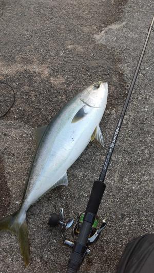 イワシ祭り | サメジの釣り暮らしⅡ - 楽天ブログ