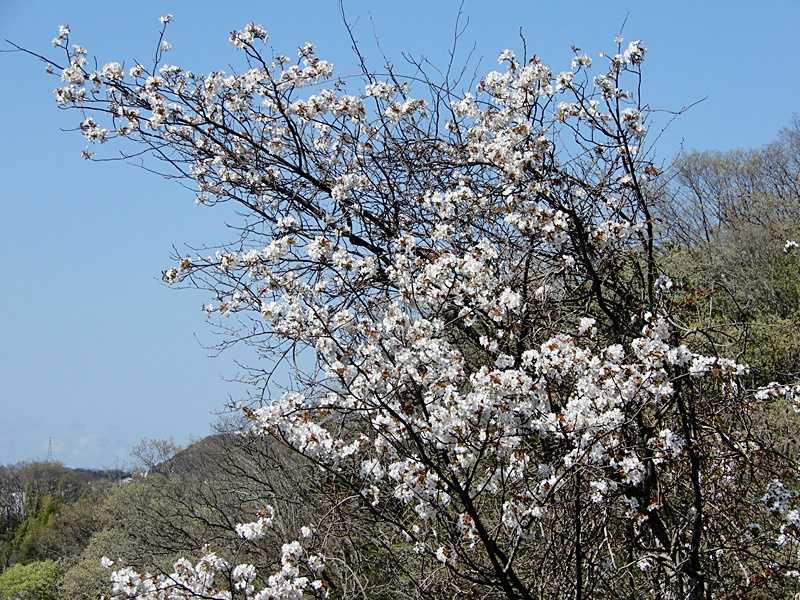 山桜1