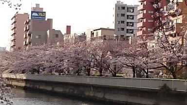 川辺のサクラ２　2016/03/31