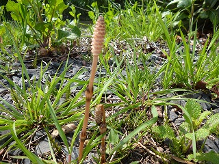 P1030643ss.jpg