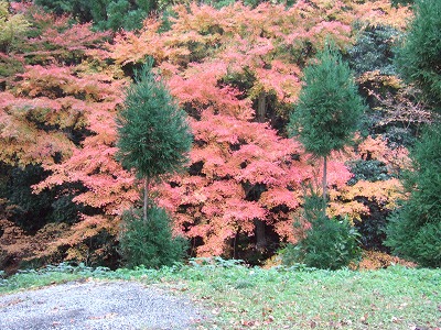 今年の紅葉 013.jpg