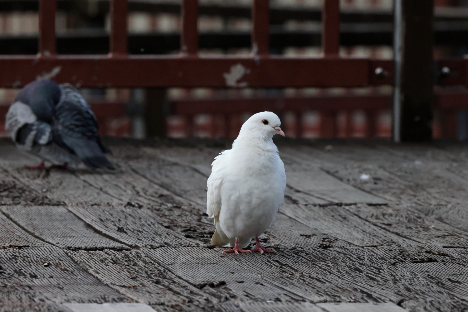 白い鳩「出会うと縁起がいいと言われるハトに出会う