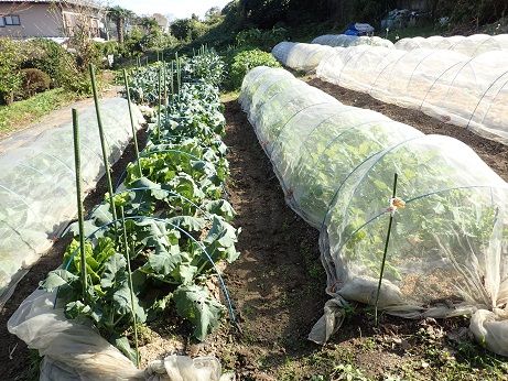 サトイモ収穫いつまで 保存方法 葉山野菜栽培記 11月中旬 暇人主婦の家庭菜園 楽天ブログ