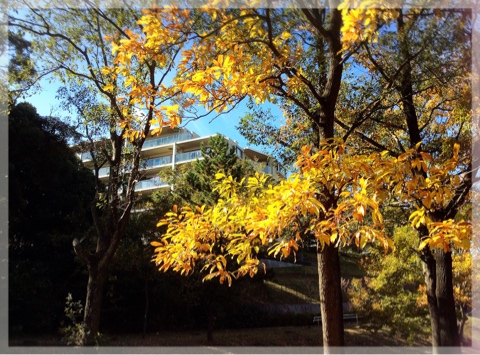 久良岐公園の黄葉