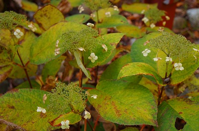 白馬の秋2013 013.jpg