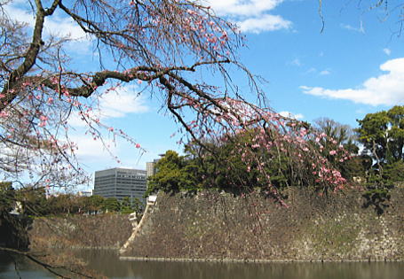 皇居の桜