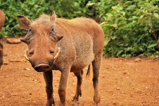 イノシシは 泳げるから離島にもいたりする 私設見逃してもいい動物園 楽天ブログ