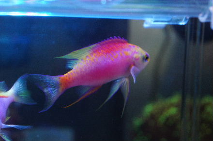 2015_0722ｸｯｸﾍﾞﾝﾄﾗ0035.JPG