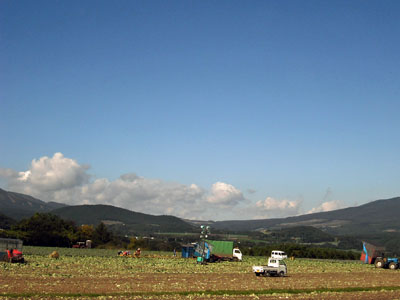 キャベツ収穫風景