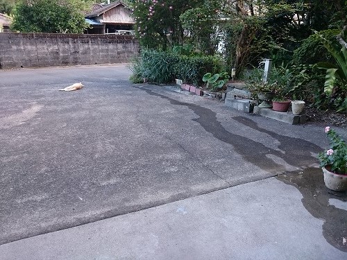 やすっころ落ちてる（笑）