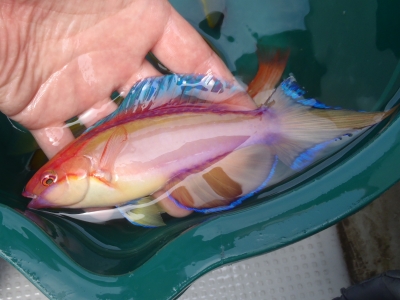 沖縄深海魚採集2013年4月8　ヤリイトヒキベラ（Cirrhilabrus lanceolatus）