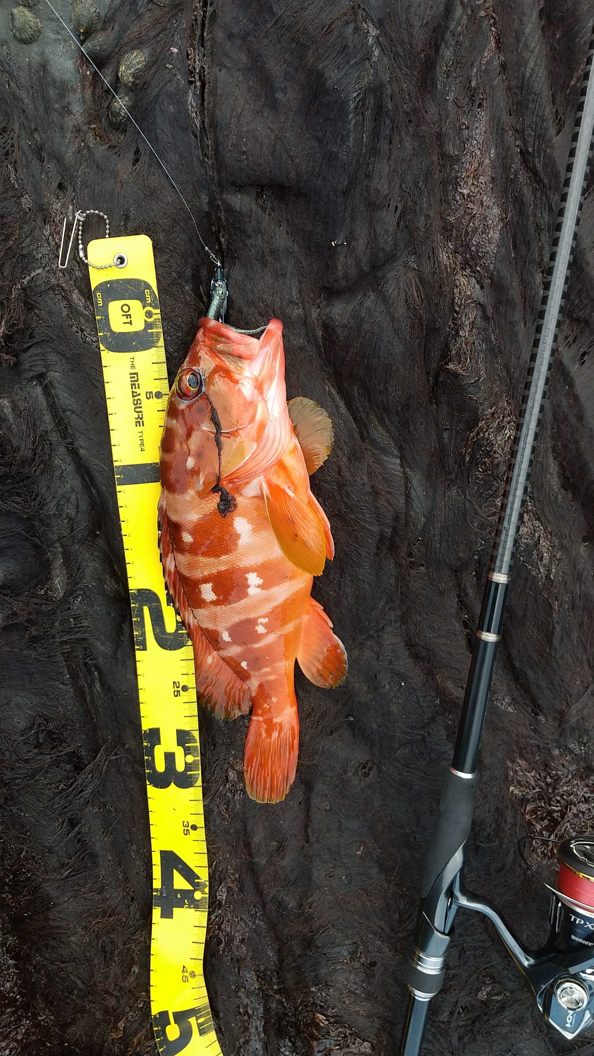 ロックフィッシュ サメジの釣り暮らし 楽天ブログ