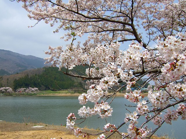 馬牛沼の桜