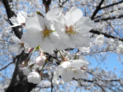 sakura3.jpg