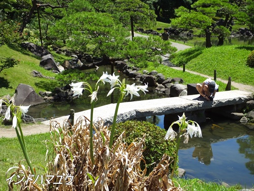 旧芝離宮恩賜庭園にて