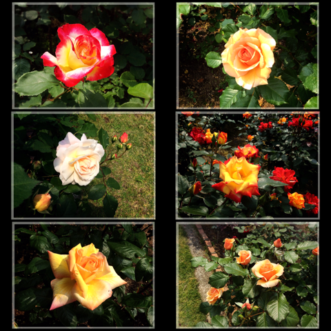 バラ・フラワーセンター大船植物園