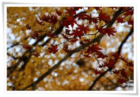 卯辰山山野草園-3 15.12.9