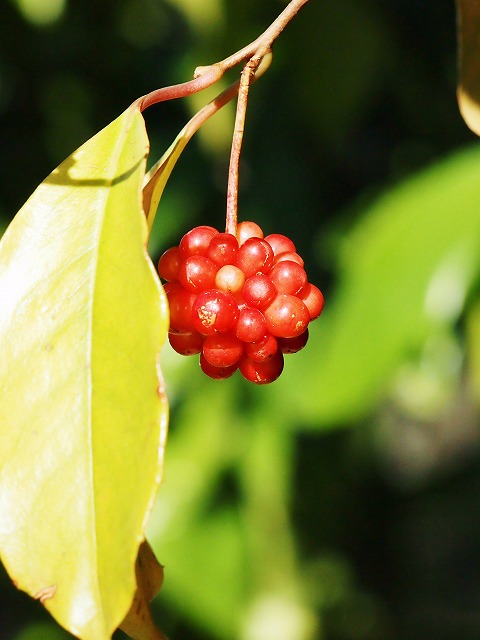 s-p2890.jpg