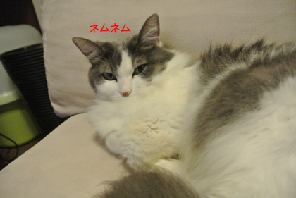 mumu12.jpg