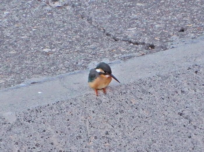 カワセミ5