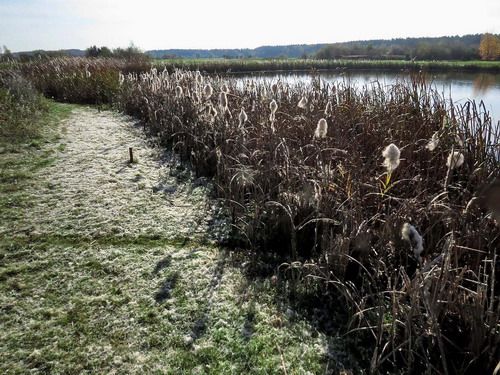 池の岸に白く積もるものは 破裂したガマの穂 ポーランドからの写真 楽天ブログ