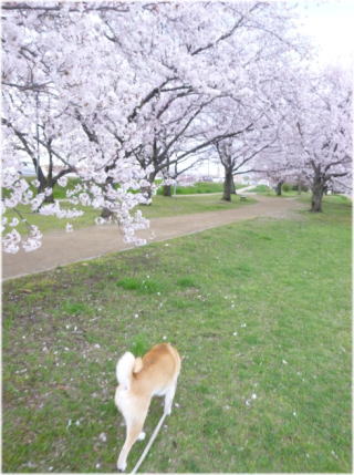 0330和泉桜.jpg