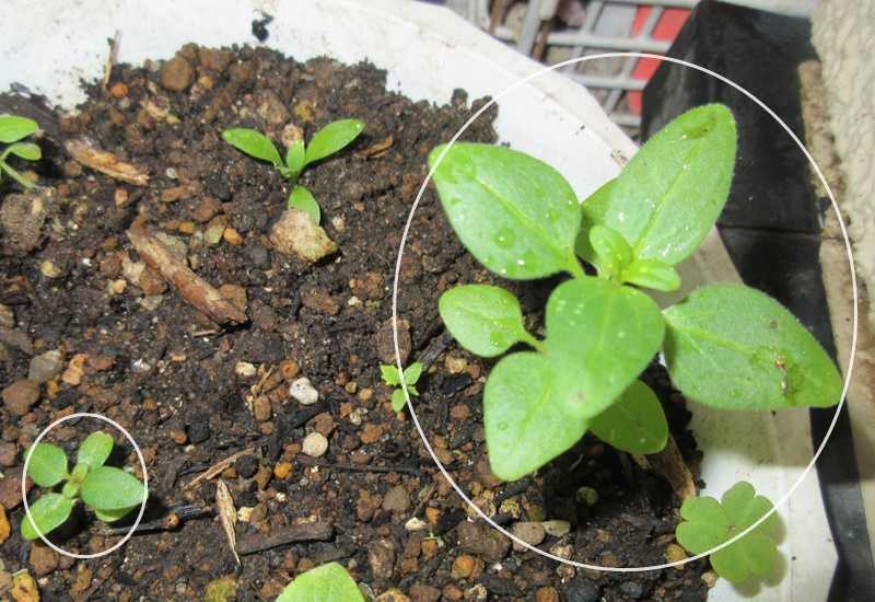 多年草のアンゲロニアの冬越えをさせよう 種まきが発芽 狭い庭を花いっぱいにする育て方 楽天ブログ