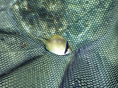 串本磯採集2016年9月中旬35　ゴマチョウチョウウオ（Chaetodon citrinellus）