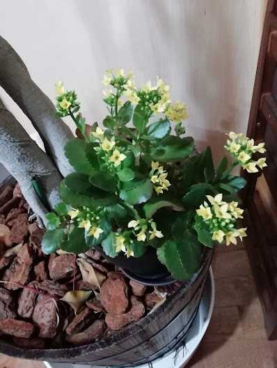 雨のクリスマス室内の花たち 田舎の母のいちからガーデン 終の棲家で雑記録 楽天ブログ 雨のクリスマス室内の花たち 田舎の母のいちからガーデン 終の棲家で雑記録 楽天ブログ
