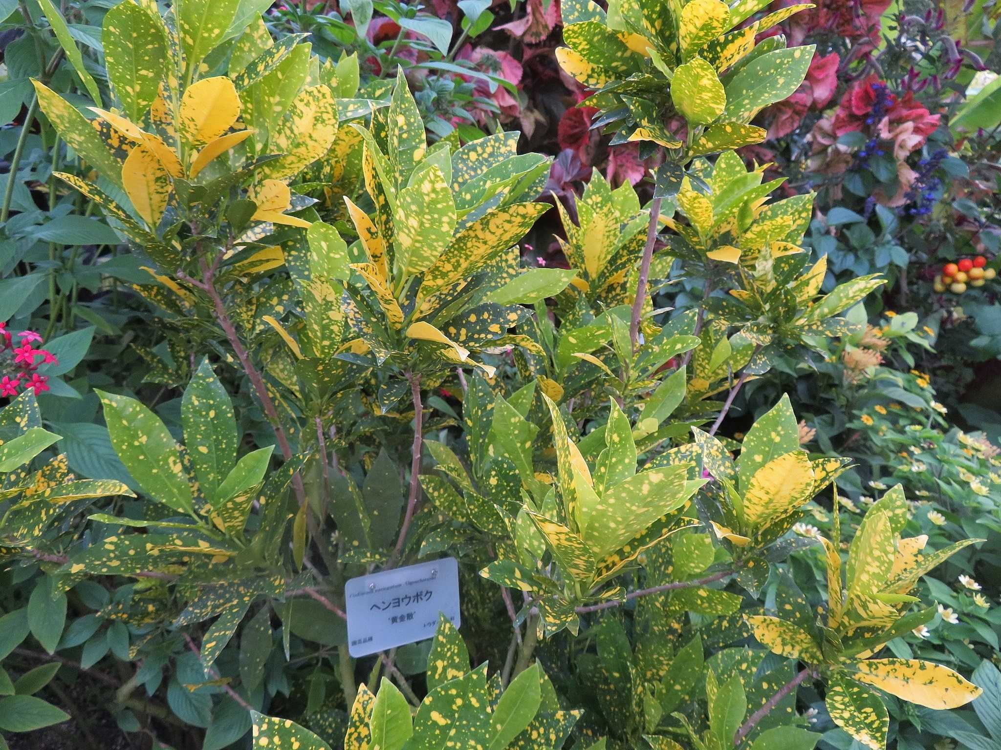 京都府立植物園で見た花 観葉植物 ヘンヨウボク だい のひとりごと 楽天ブログ