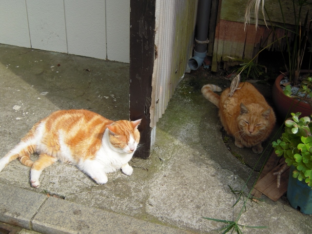 江ノ島猫