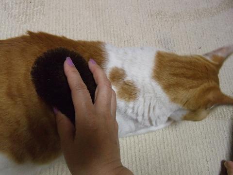 お土産 005.jpg
