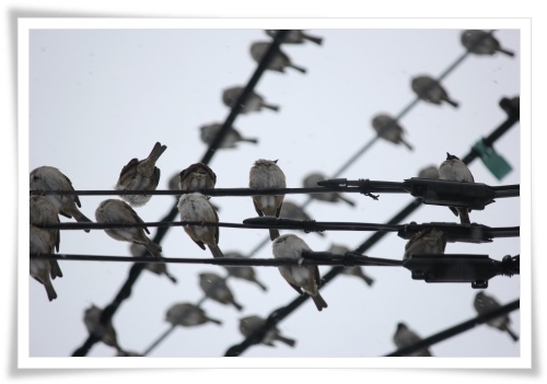 スズメの大群-13 14.2.5