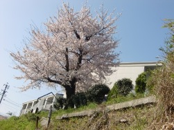 sakura